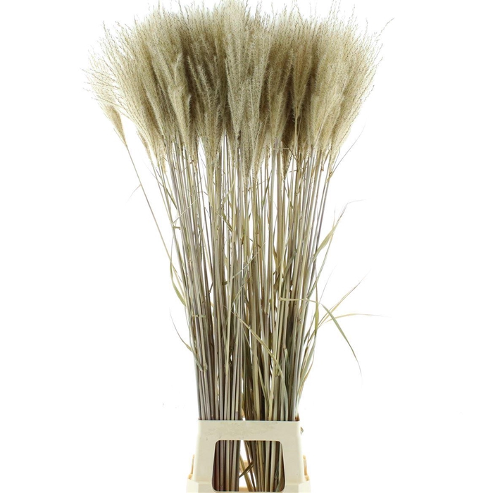 <h4>Dried Stipa Feather Leaves Natural</h4>