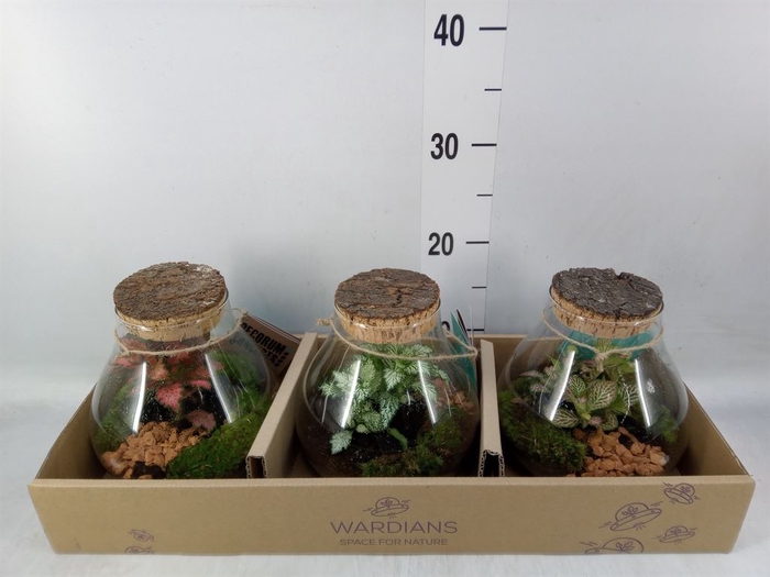 <h4>Arr.   Kamerplant Groen H%</h4>