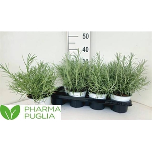 HELICH ITALICUM