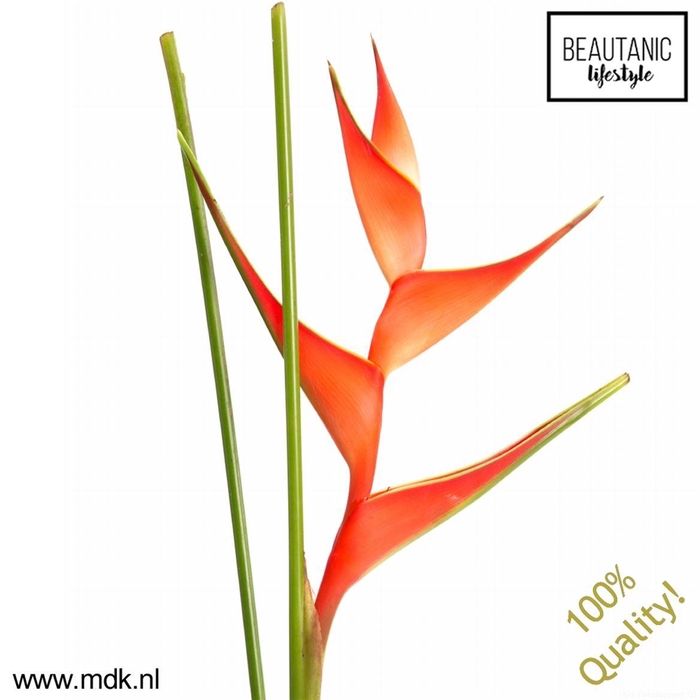 <h4>Heliconia Stricta Tropical</h4>