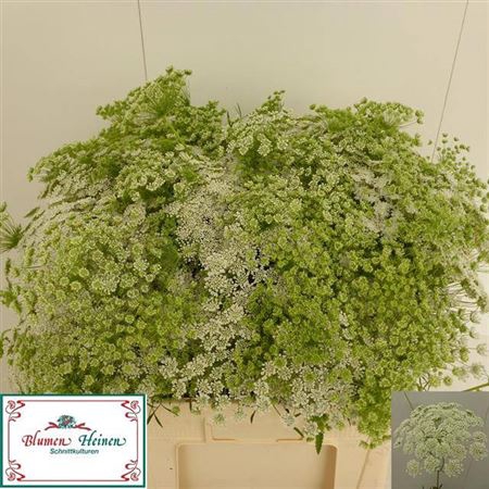 <h4>Ammi Majus</h4>