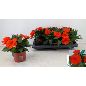 IMPAT CP ORANGE RED