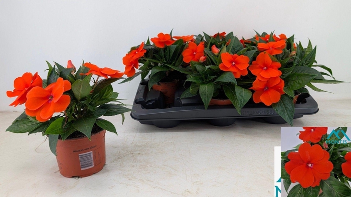 <h4>IMPAT CP ORANGE RED</h4>