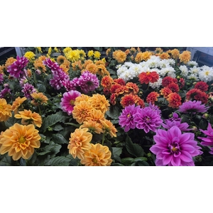 DAHLIA ROYAL GEM