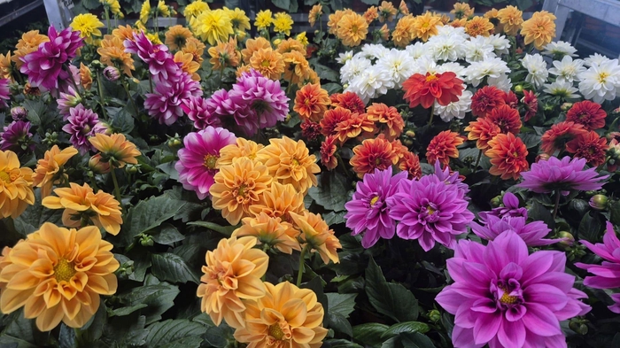 <h4>DAHLIA ROYAL GEM</h4>