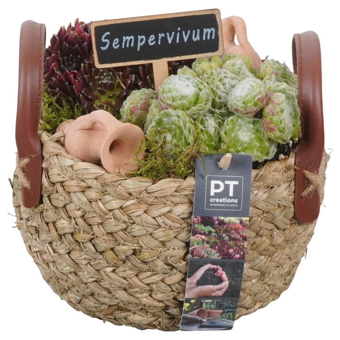 <h4>PTS7388 Arrangement Sempervivum in rieten mand</h4>