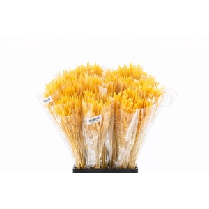 Dried Silk Worms Extra Orange Bunch