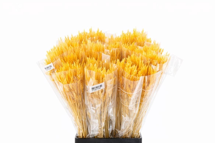 <h4>Dried Silk Worms Extra Orange Bunch</h4>