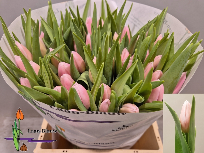 <h4>TU EN GABRIELLA</h4>