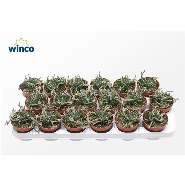 <h4>Avonia Recurvata (mini)</h4>
