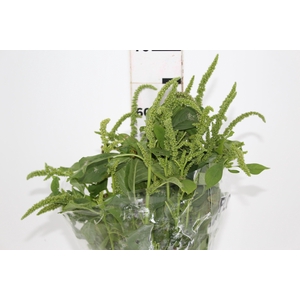 AMARANTHUS VERDE