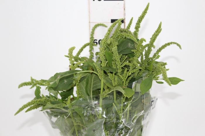 AMARANTHUS VERDE