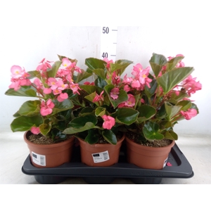 Begonia  'Big Rose wBronze Leaf'