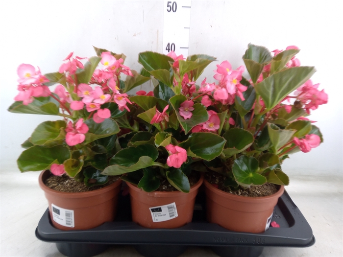 <h4>Begonia  'Big Rose wBronze Leaf'</h4>