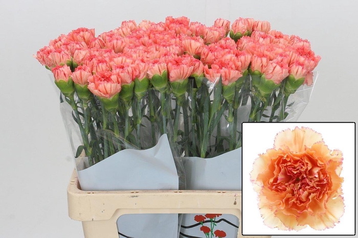 <h4>DI ST GOOPY GEER</h4>