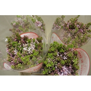 SYRINGA LAVALIENSIS 2 KOP X60