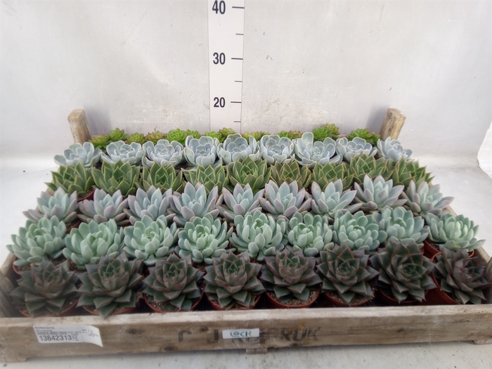 <h4>Echeveria   ...</h4>