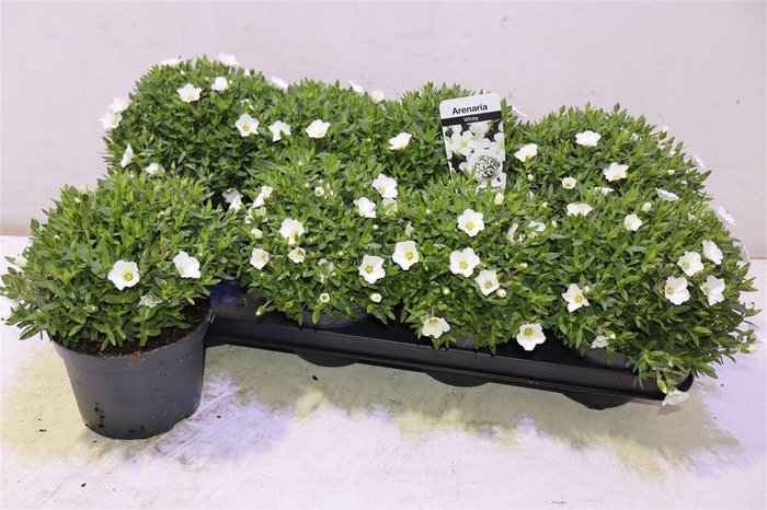 <h4>arr8 Aren Summer White</h4>