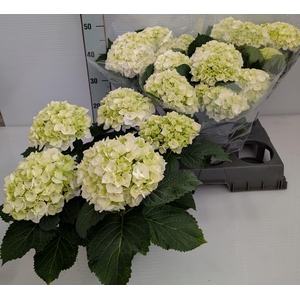 HYDR M CRYSTAL PALAC