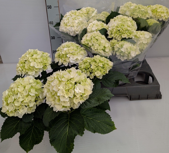 <h4>HYDR M CRYSTAL PALAC</h4>