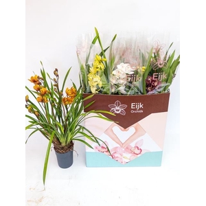 Cymbidium   ...mix