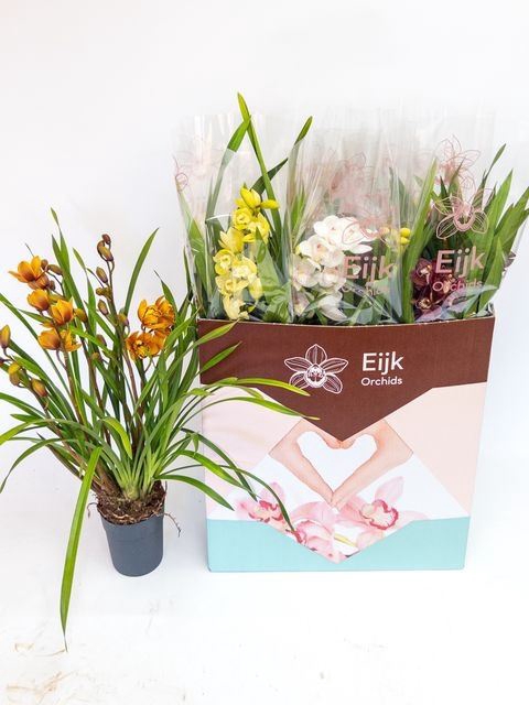<h4>Cymbidium   ...mix</h4>