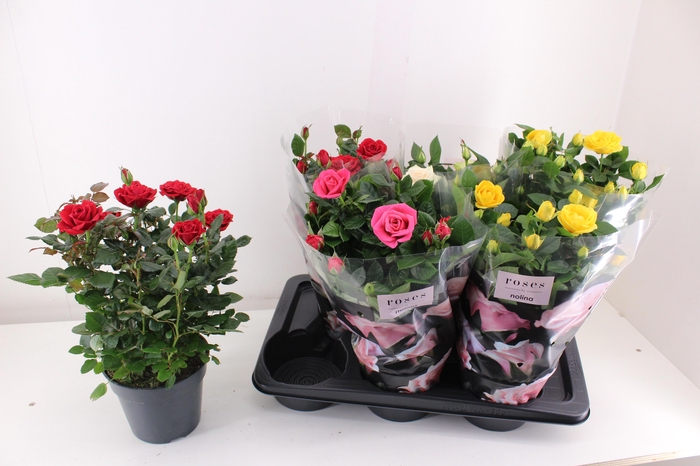 <h4>RO PALACE GEM 4 SRT</h4>