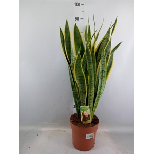 Sansevieria trifa. 'Laurentii'