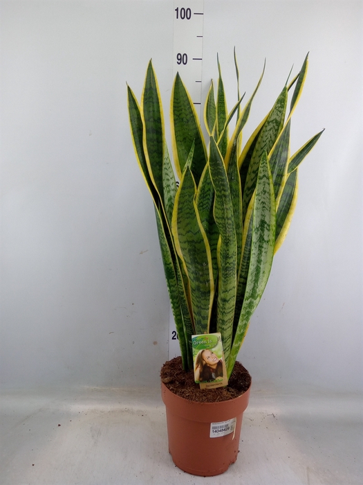 <h4>Sansevieria trifa. 'Laurentii'</h4>