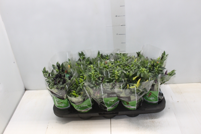 <h4>PIMENTA P11</h4>