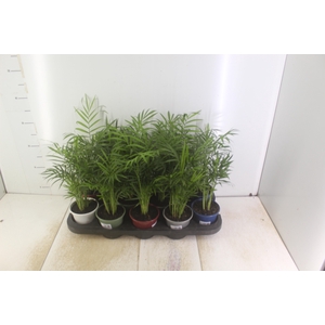 CHAMAEDOREA ELEGANS P11