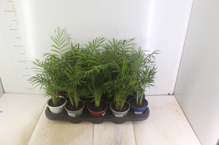 <h4>CHAMAEDOREA ELEGANS P11</h4>