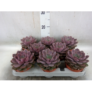 Echeveria   ...