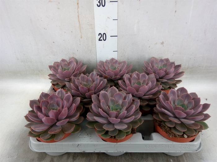 <h4>Echeveria   ...</h4>