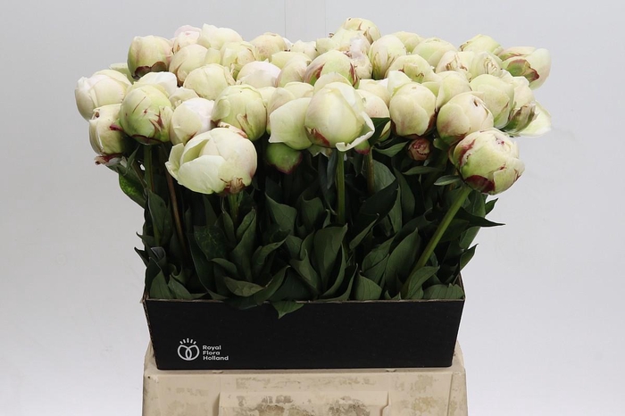 <h4>Paeonia Odile</h4>