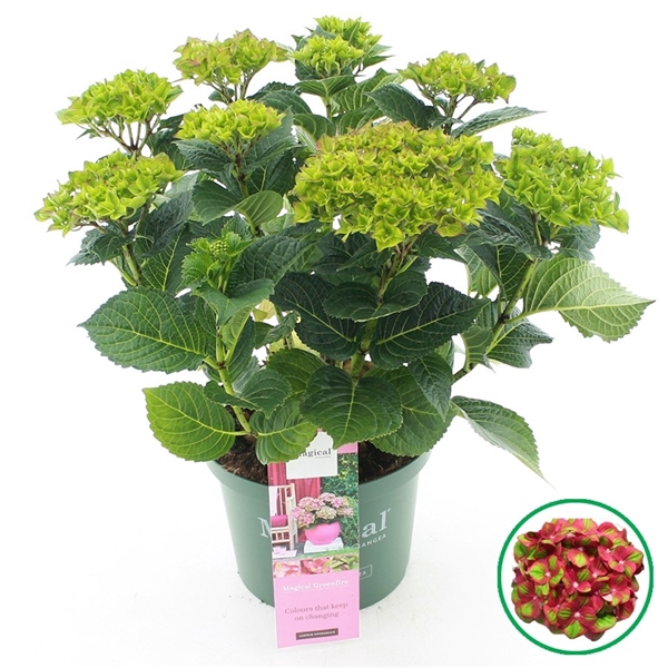 <h4>Hydrangea macr. Magical Greenfire®</h4>