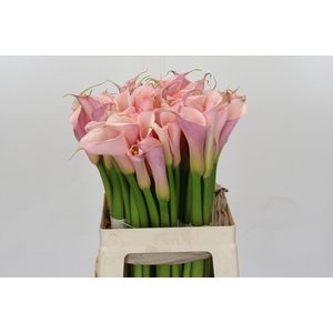 Zantedeschia Eydolls Pink
