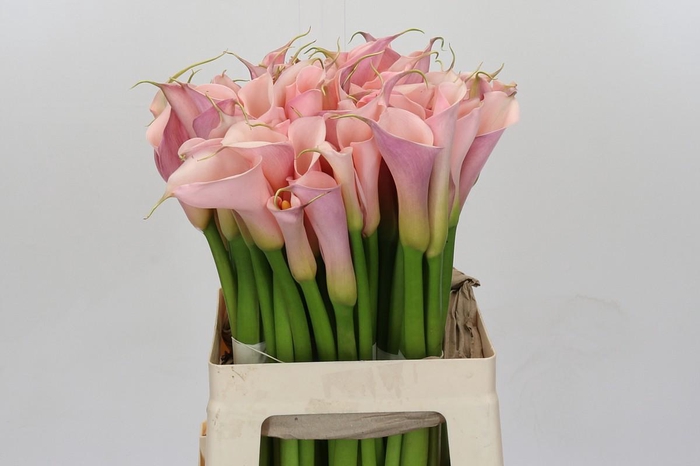 <h4>Zantedeschia Eydolls Pink</h4>