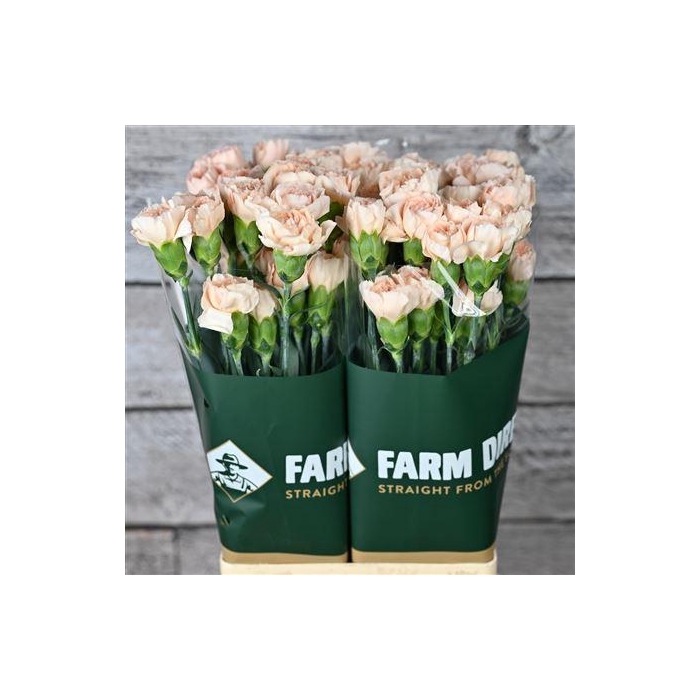 <h4>Di St Lizzy</h4>