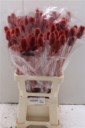 <h4>V-cardi Bordeaux</h4>