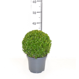 Buxus sempervirens 22cm Bol