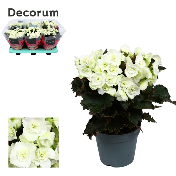 <h4>Begonia ''joy white'' Decorum</h4>