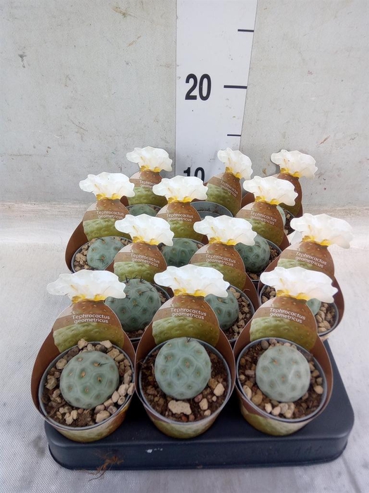 <h4>Cactus   ...</h4>