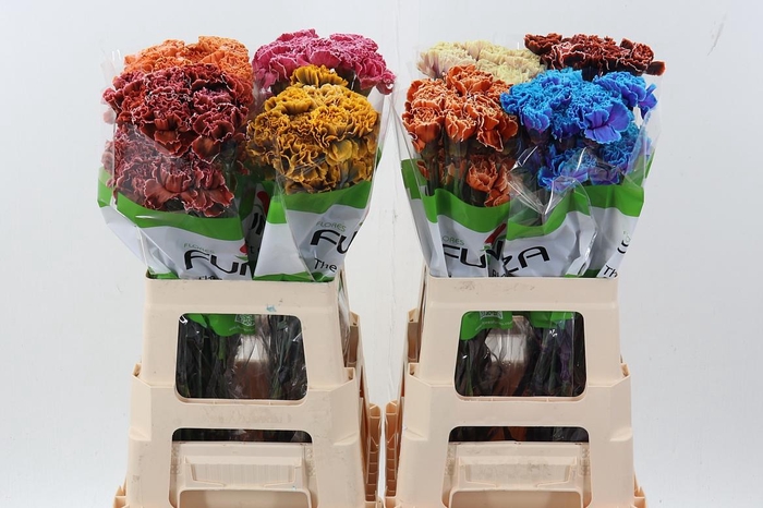 <h4>Di St Tinted Mixed</h4>