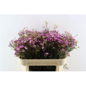 Cham Purple Grand Jupiter
