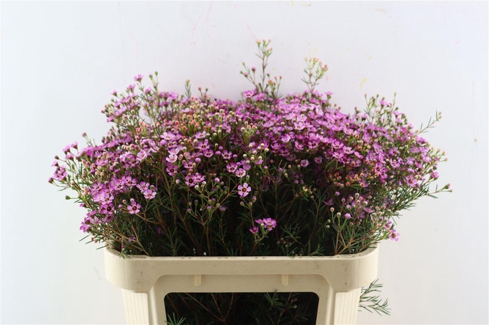 <h4>Cham Purple Grand Jupiter</h4>