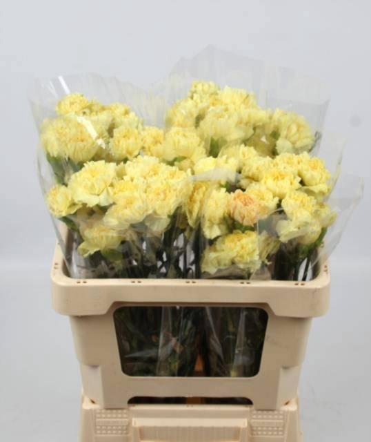 <h4>DI ST LUIZA</h4>