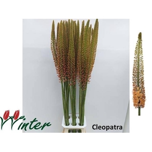 Eremurus Cleopatra Mts J Winter