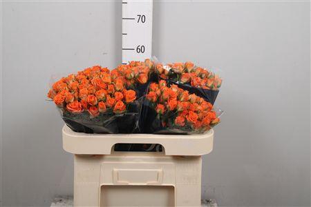 <h4>R Tr Picanto</h4>