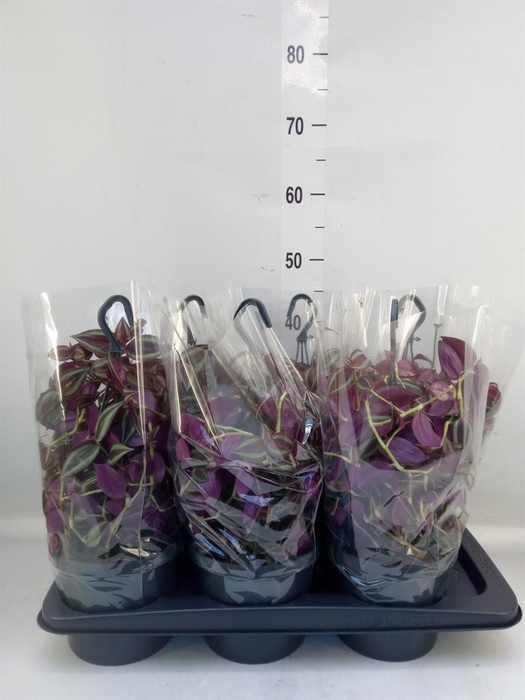 <h4>Tradescantia   ...</h4>